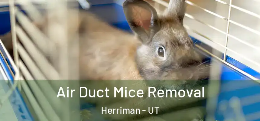  Air Duct Mice Removal Herriman - UT